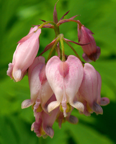 Bleeding Heart