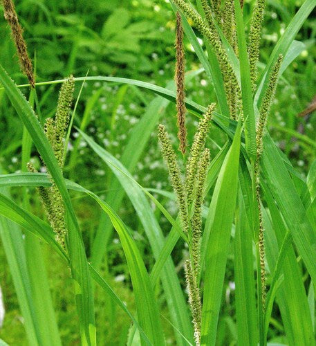 Big-leaf Sedge