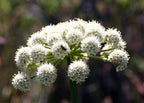 Henderson's Angelica