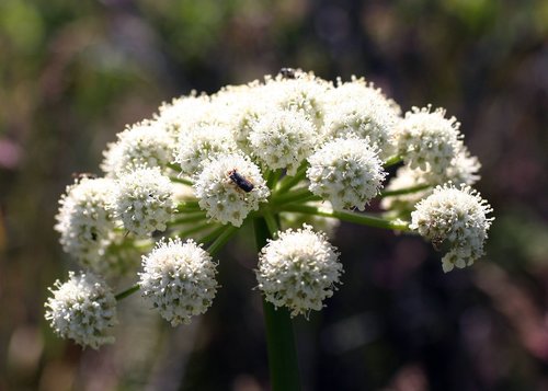 Henderson's Angelica