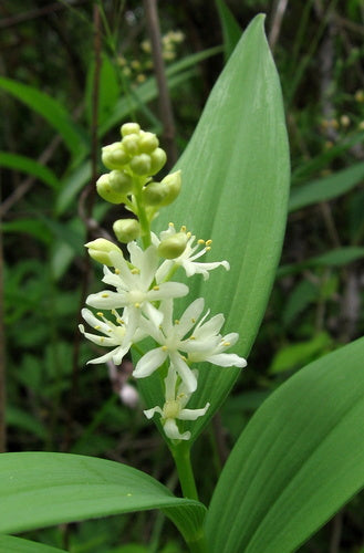 Star-Flowered Solomons Seal