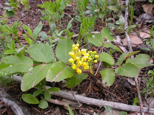 Creeping Mahonia