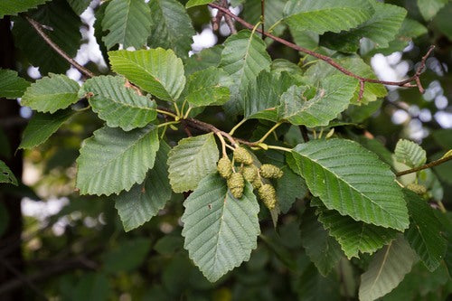 Red Alder
