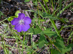 Oregon Geranium