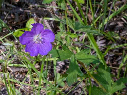 Oregon Geranium