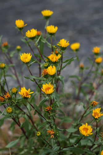 Gumweed