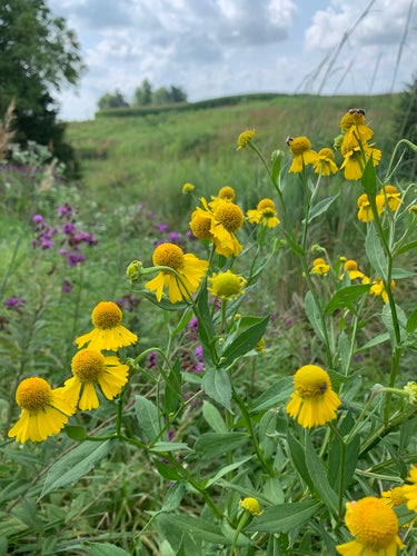 Common Sneezeweed
