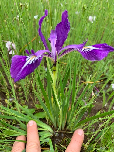 Oregon Iris