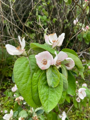 Quince “Kuginskaya”