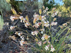 Douglas's Catchfly