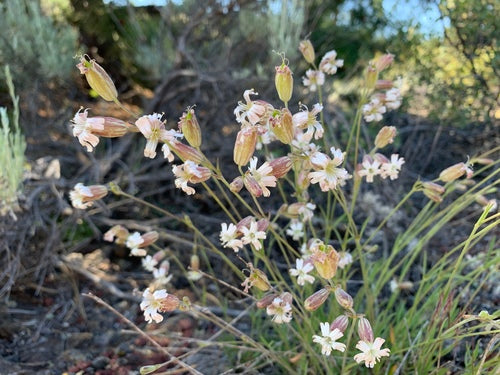 Douglas's Catchfly