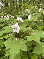 Thimble Berry