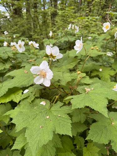 Thimble Berry