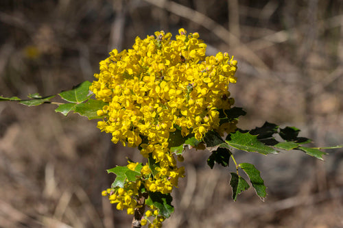 Tall Oregon Grape