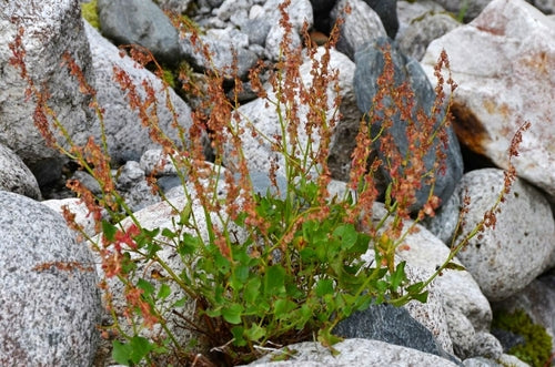 Lemon Sorrel