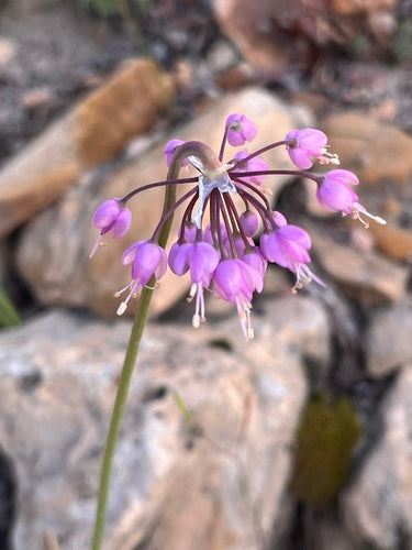 Nodding Onion