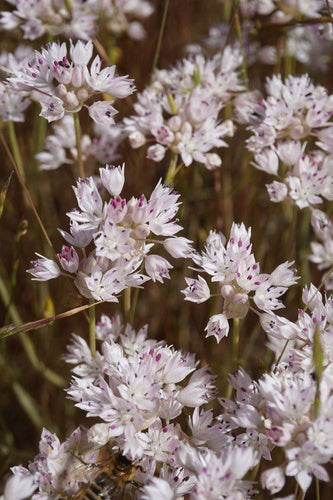 Thinleaf Onion