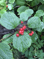 High Bush Cranberry