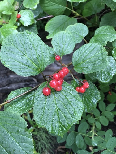 High Bush Cranberry