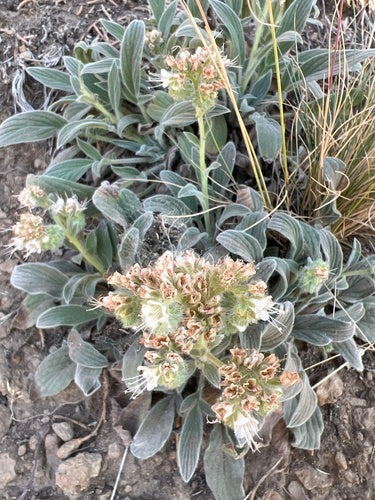 Silverleaf Phacelia