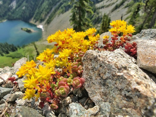 Cascade/Pacific Stonecrop