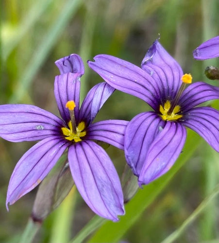 Idaho Blue-eyed Grass