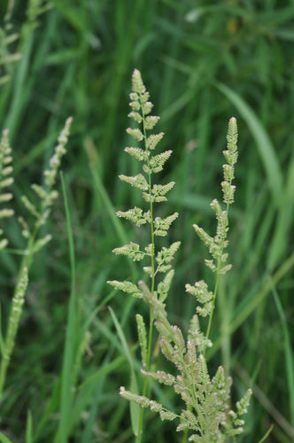 American Sloughgrass