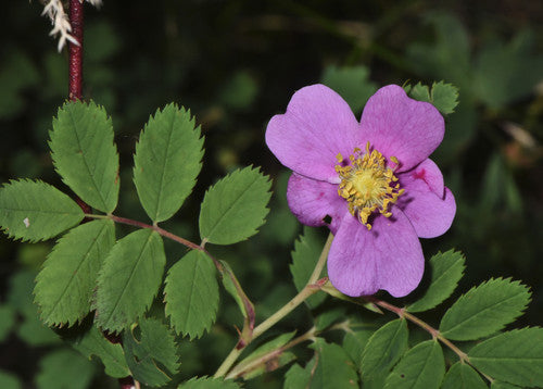 Woods' Rose
