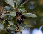 Black Hawthorne