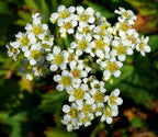 Showy Boykinia