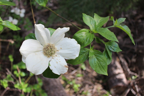 Pacific Dogwood