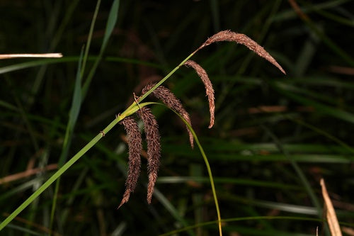 Slough Sedge