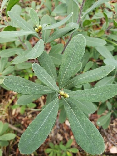 Bog Myrtle/Sweetgale