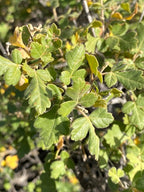 Three-Leaf Sumac