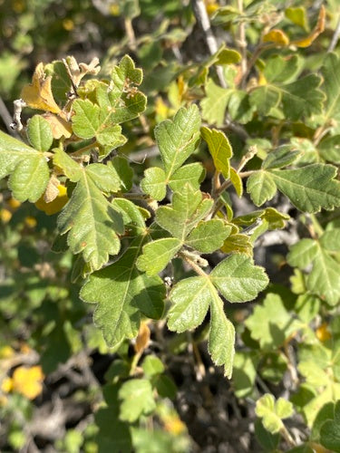 Three-Leaf Sumac