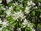 Serviceberry