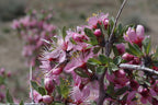 Desert Peach