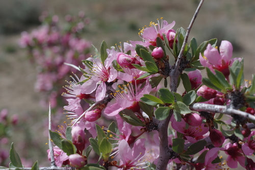 Desert Peach