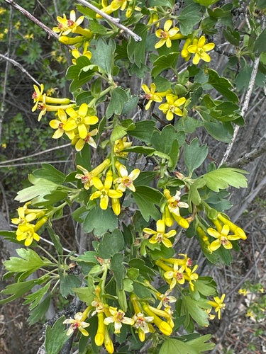 Golden Currant