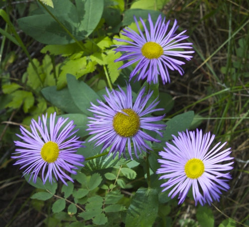 Showy Fleabane