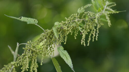 Stinging Nettle