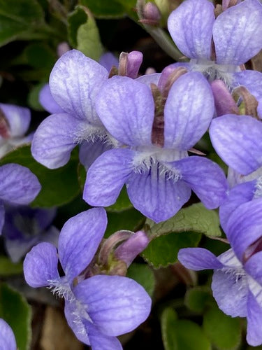 Western Violet