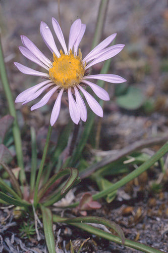Alpine Aster
