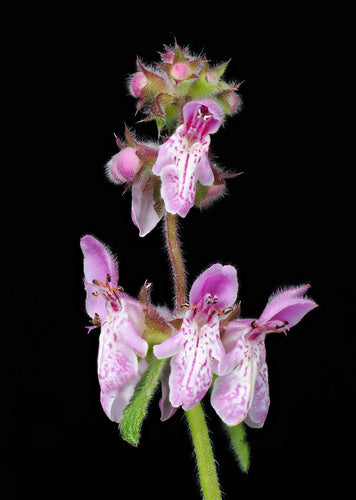 Rigid Hedge Nettle