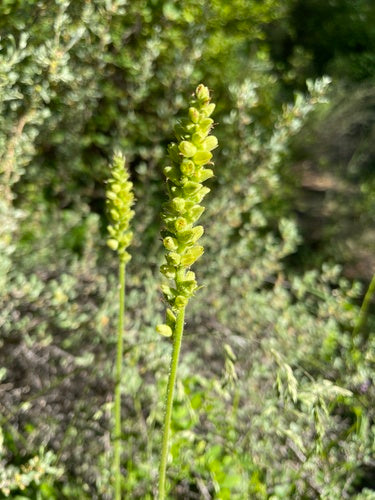 Green Flowered Alumroot