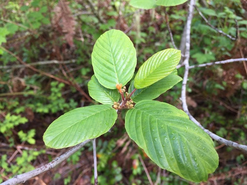 Cascara