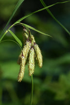Merten's Sedge