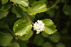 Oval-leaved Viburnum