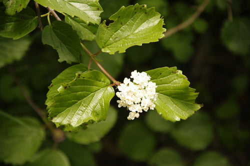 Oval-leaved Viburnum
