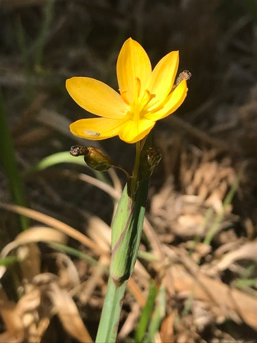 Yellow Eyed Grass